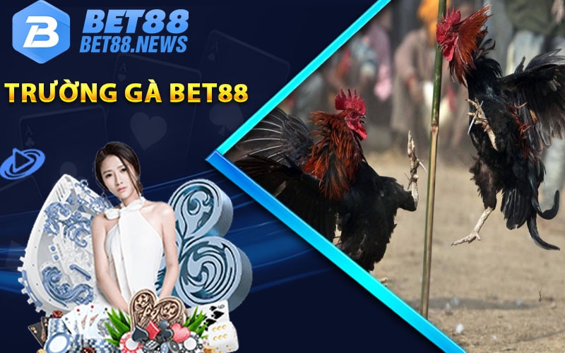 Giới thiệu trường gà bet88